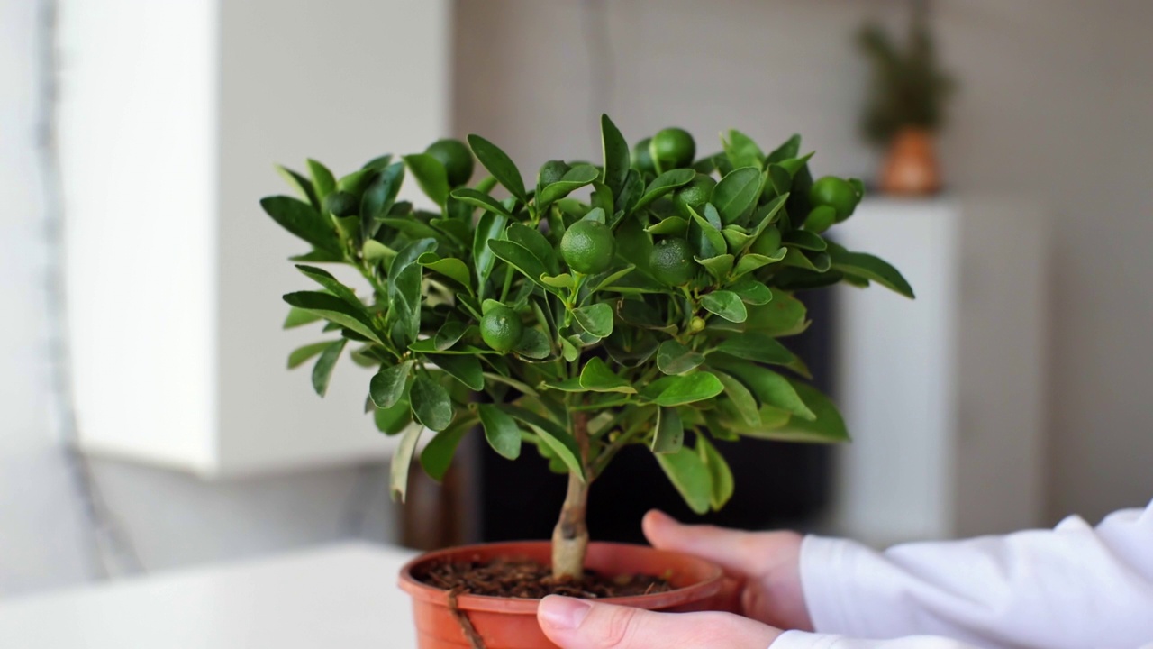 詳情圖-Citrofortunella,microcarpa。在家里的鍋里放了一棵菖蒲。室內植物保健