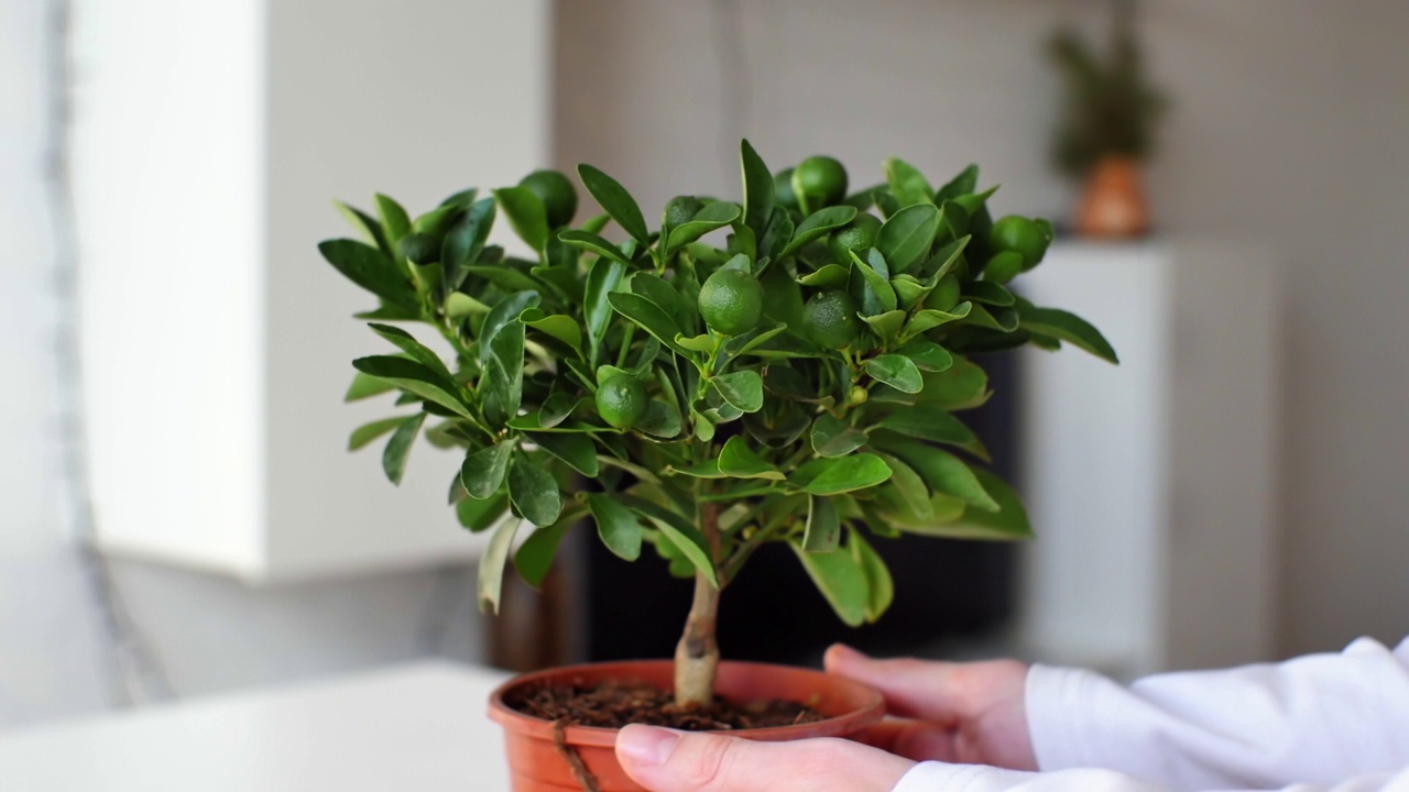 詳情圖-Citrofortunella,microcarpa。在家里的鍋里放了一棵菖蒲。室內植物保健