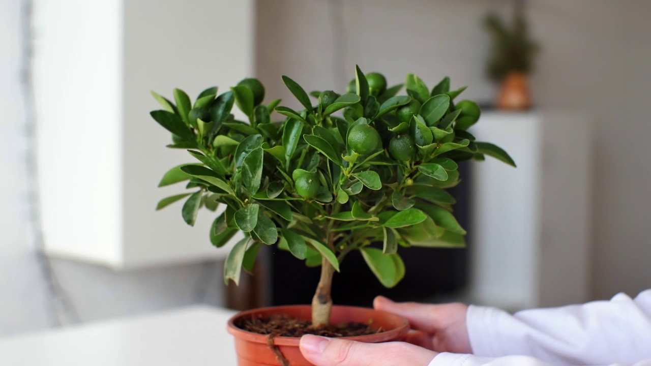 詳情圖-Citrofortunella,microcarpa。在家里的鍋里放了一棵菖蒲。室內植物保健