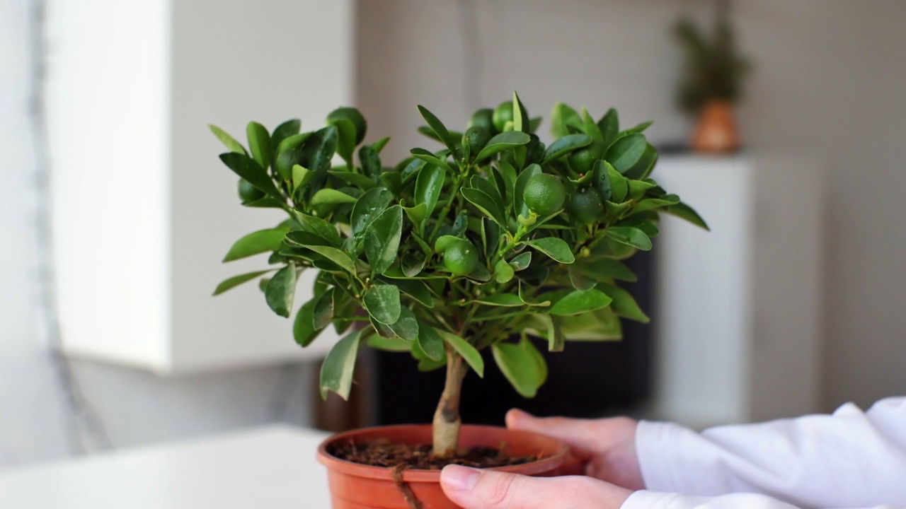 詳情圖-Citrofortunella,microcarpa。在家里的鍋里放了一棵菖蒲。室內植物保健