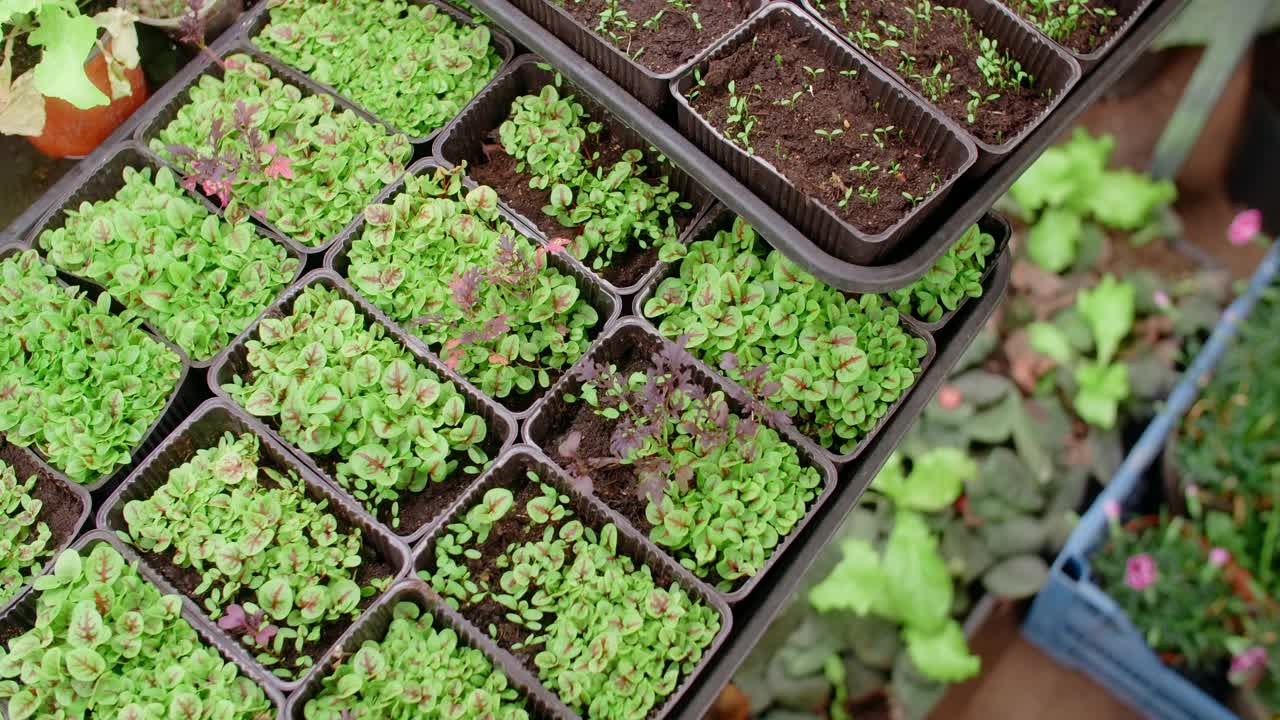 垂直农场的货架与种植的微型蔬菜，家庭业务，4k