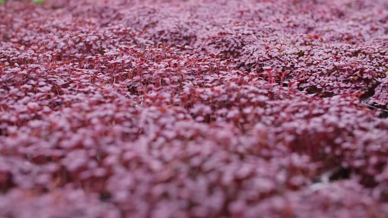 从垂直农场种植的微型蔬菜，家庭生意，4k
