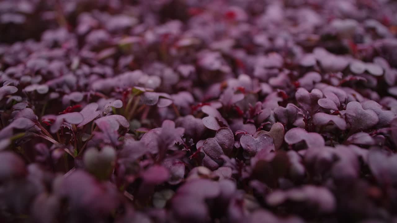 微距视频:种植彩色萝卜微型蔬菜，垂直农业，4k