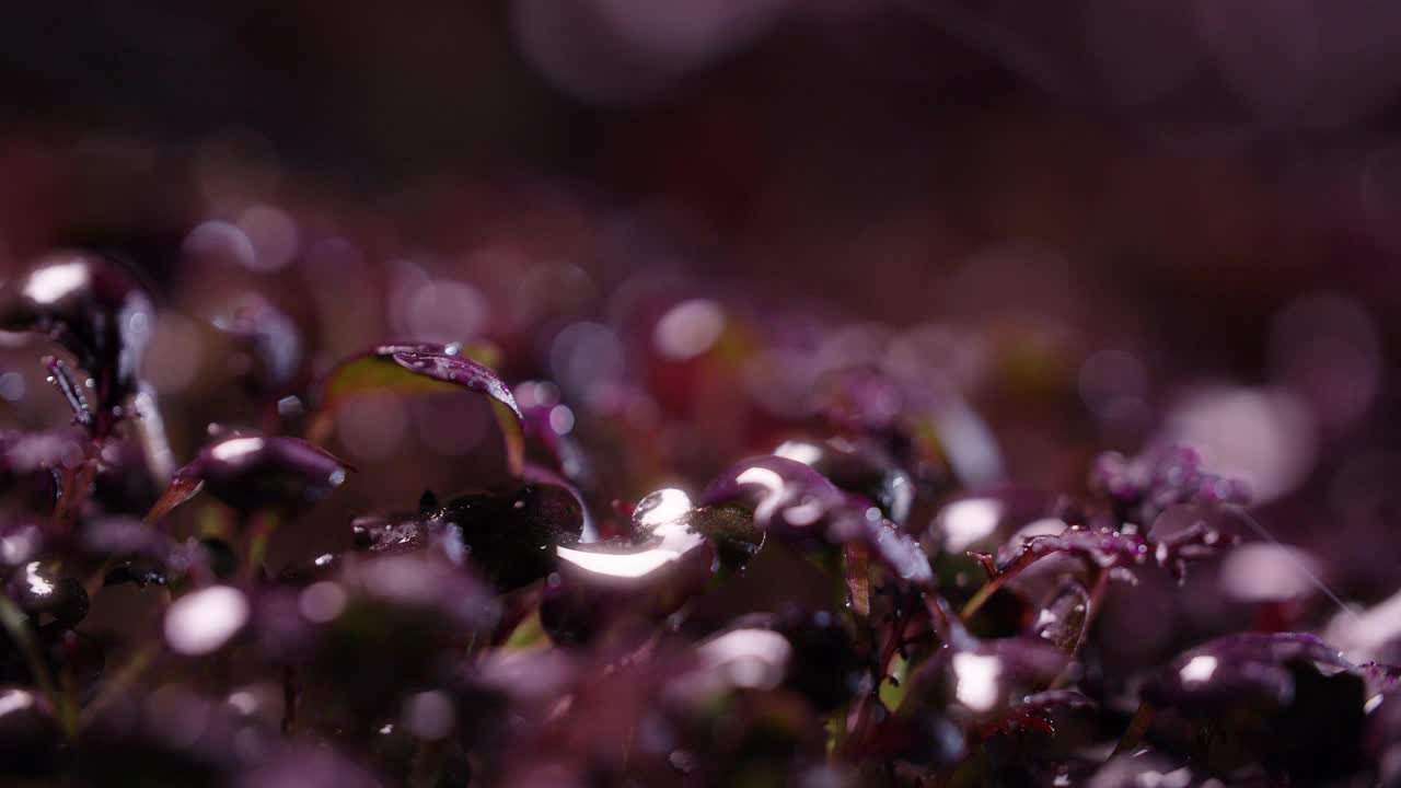 种植的萝卜微绿是用慢镜头浇灌的，垂直农业，4k