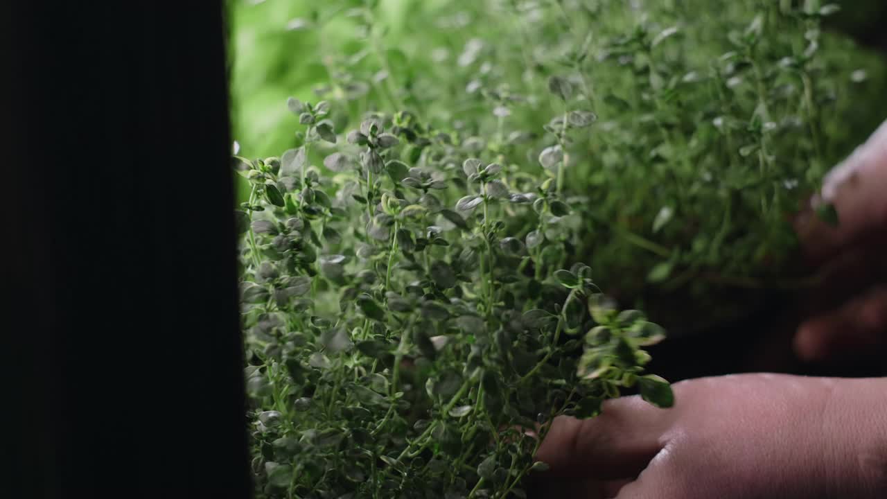 农民在托盘上放上种植的百里香药草，种植的微型蔬菜，4k