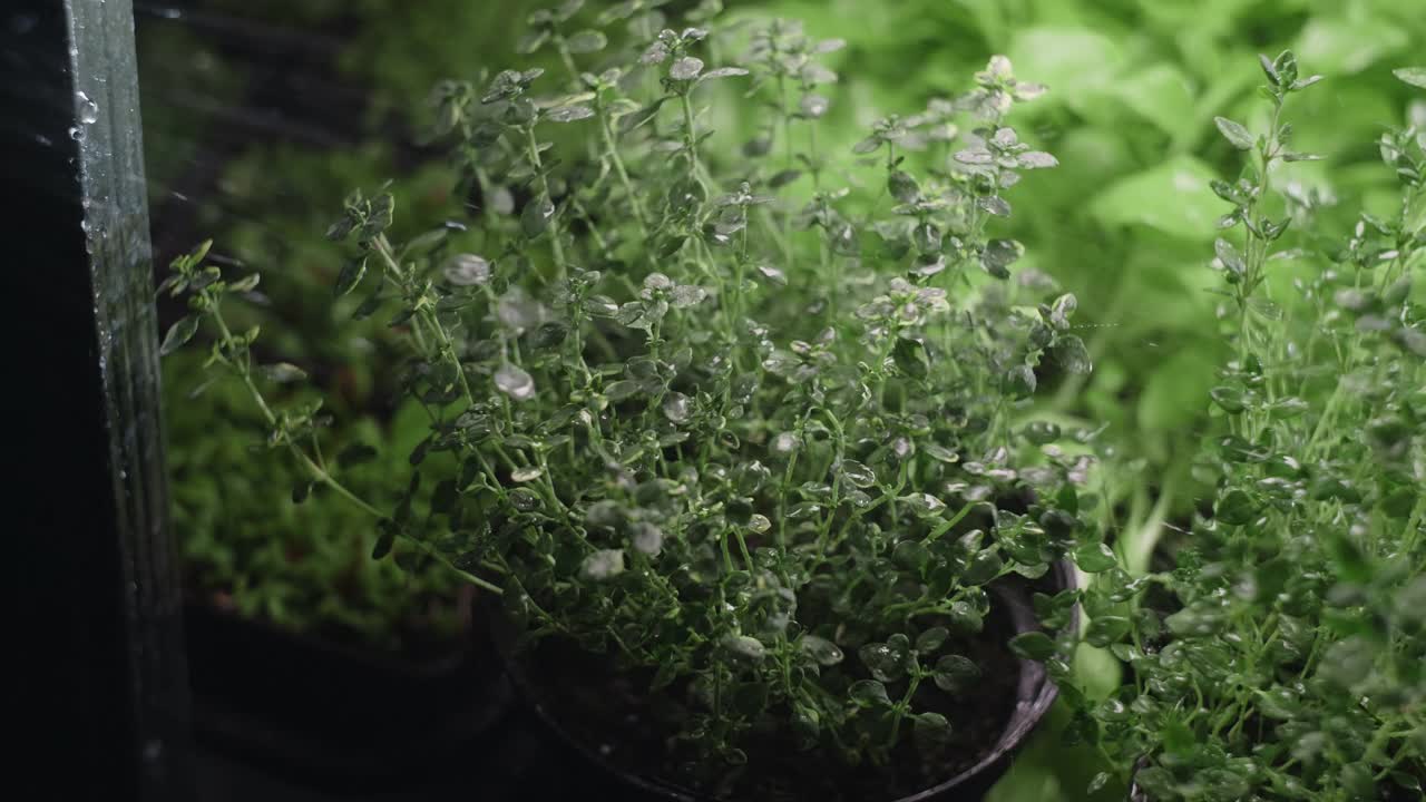 种植的百里香微绿草本植物在慢动作中浇水