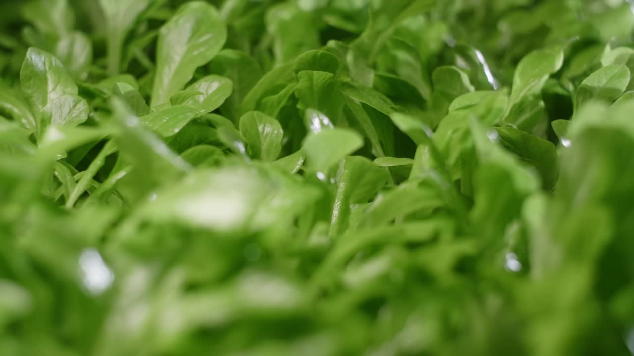 微距镜头:生长的沙拉微型绿色蔬菜的叶子，垂直农业绿色蔬菜