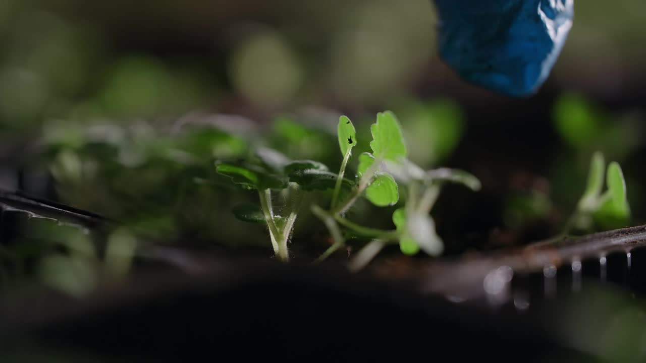 农民在温室里移植微型绿色植物的幼苗