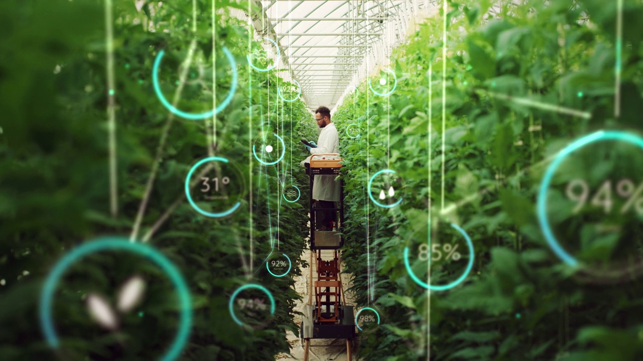 详情图-专业男性生物工程师检查现代垂直农场作物生长进展。带着平板电脑的人在高科技温室里种植有机食物或植物。视觉特效信息图动画