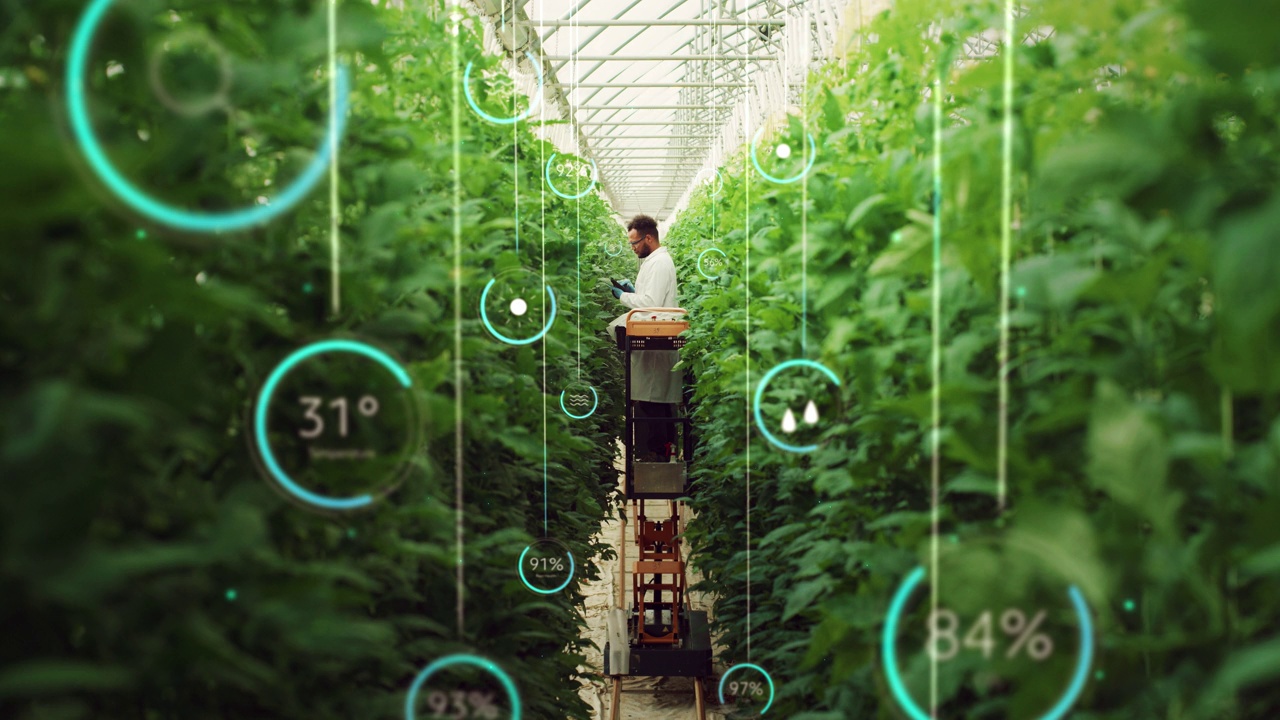 专业男性生物工程师研究现代垂直农场作物。带着平板电脑的男子在高科技温室种植有机食品或植物。VFX信息图动画显示数据。