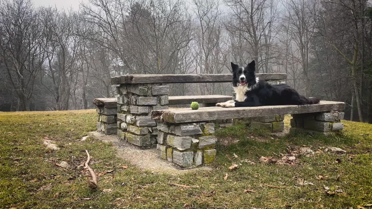一只美丽的边境牧羊犬小狗安静地抱着他的球坐在树林里的一张旧石凳上。