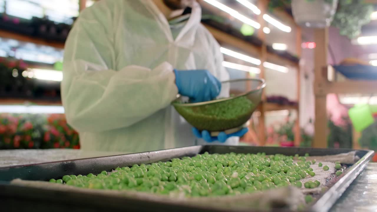 农民在垂直种植的微型蔬菜农场播种豌豆