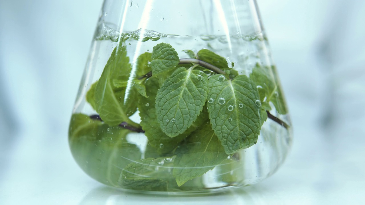 詳情圖-在實驗室的玻璃燒瓶中種植植物。