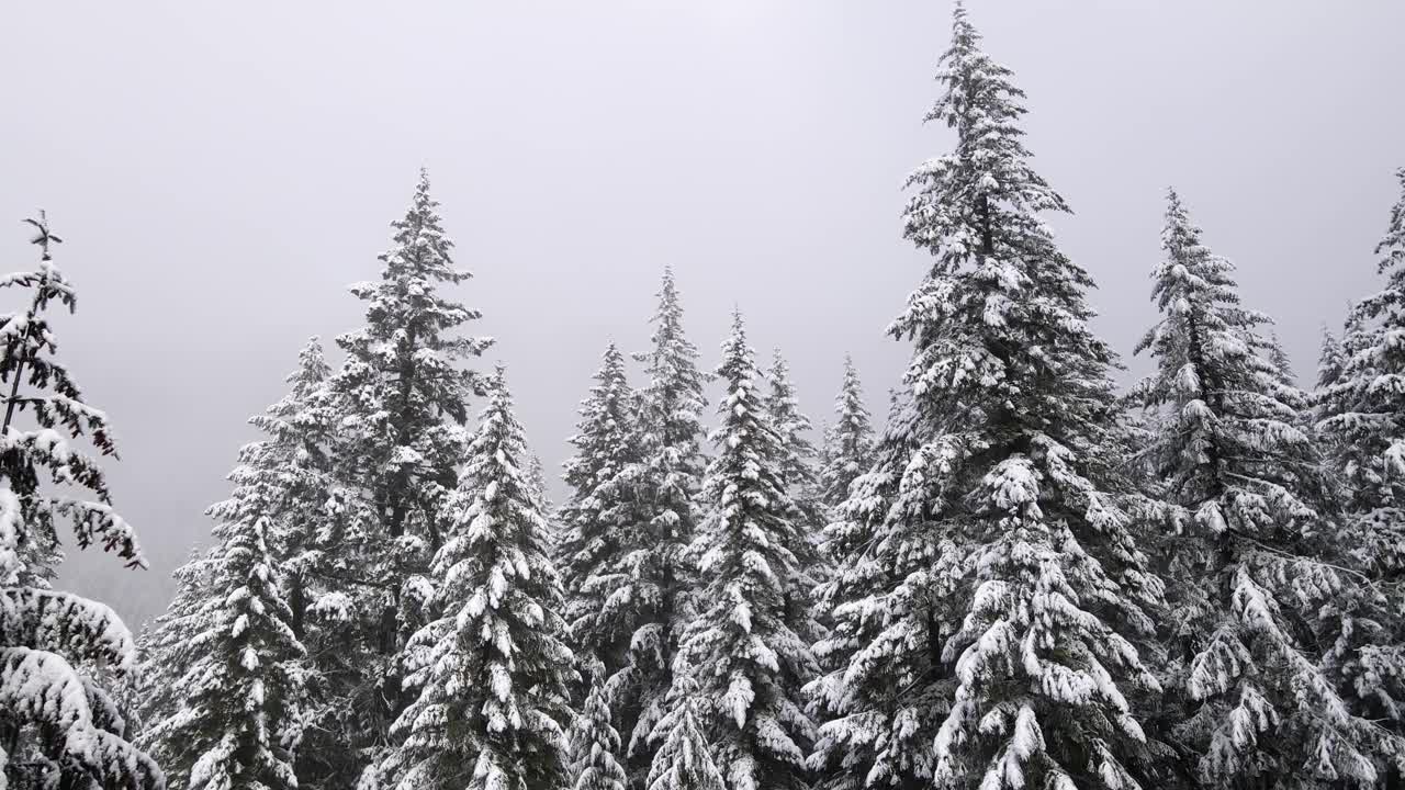 飞越俄勒冈州冰雪覆盖的森林