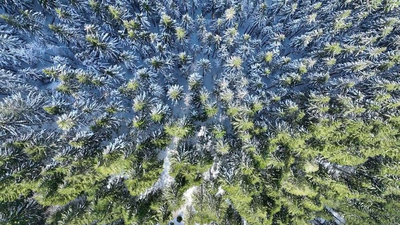 俄勒冈州森林与雪的鸟瞰