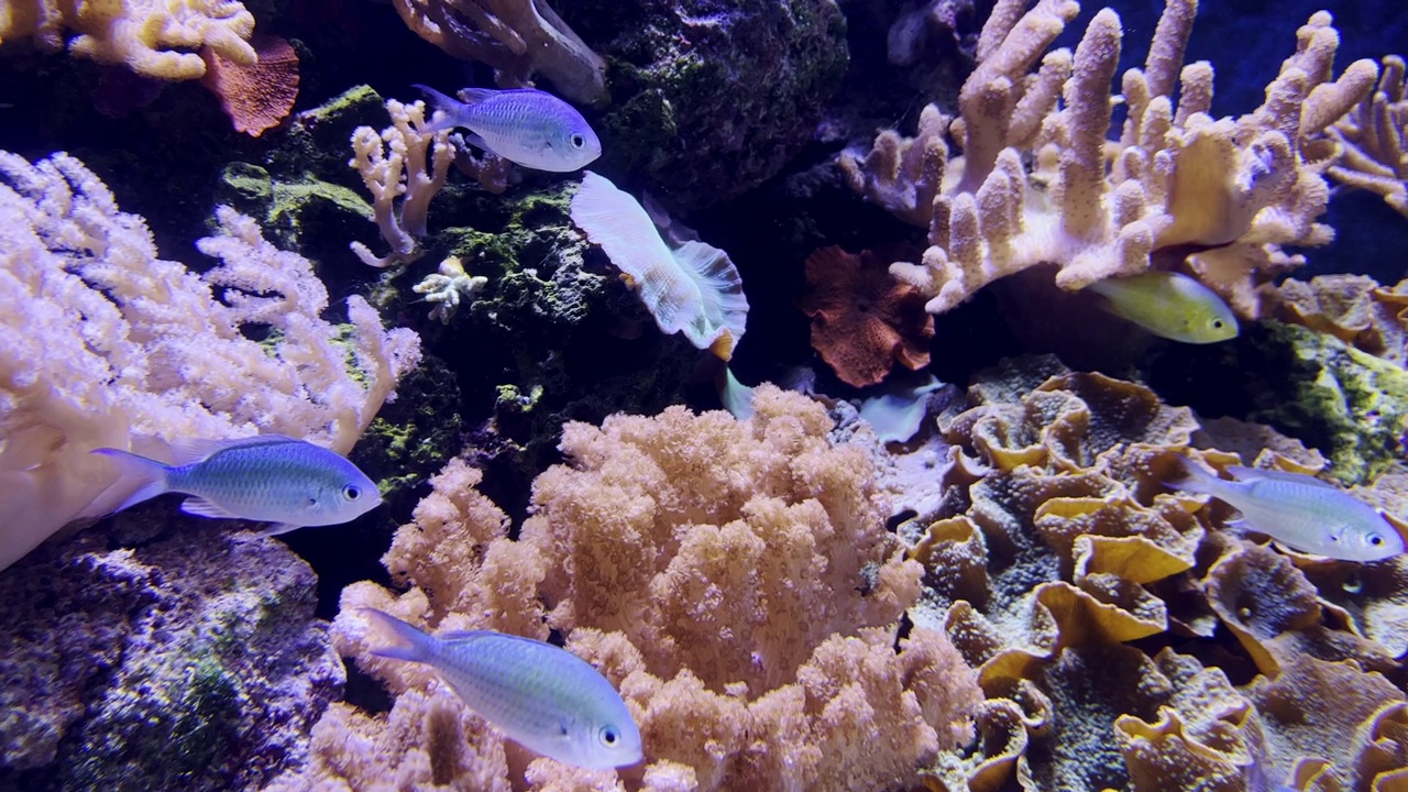 在浅水珊瑚礁里游泳的鱼。大堡礁。Reefscape