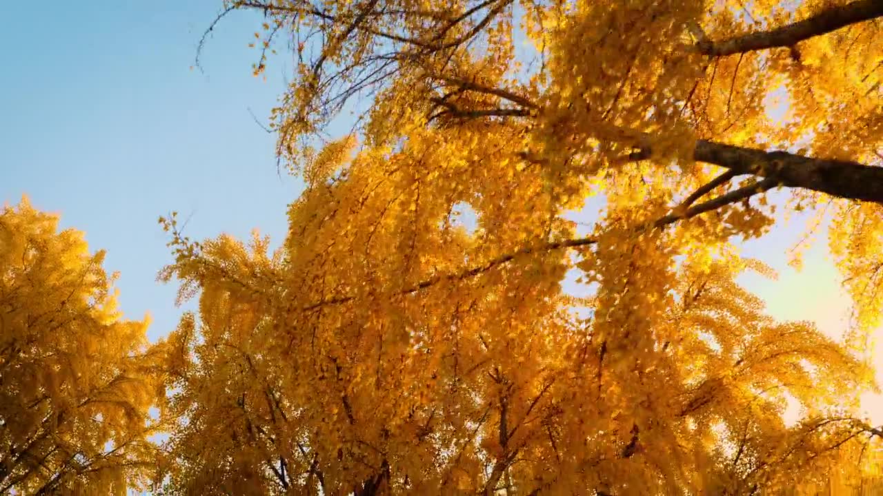 詳情圖-秋天銀杏葉的明黃色