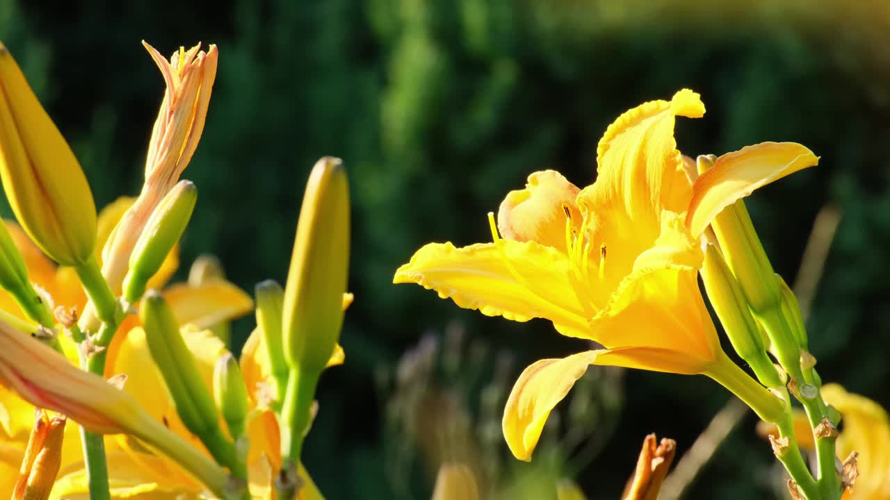 花园里长着黄色的百合花。萱草又称柠檬百合、黄花菜、黄萱草
