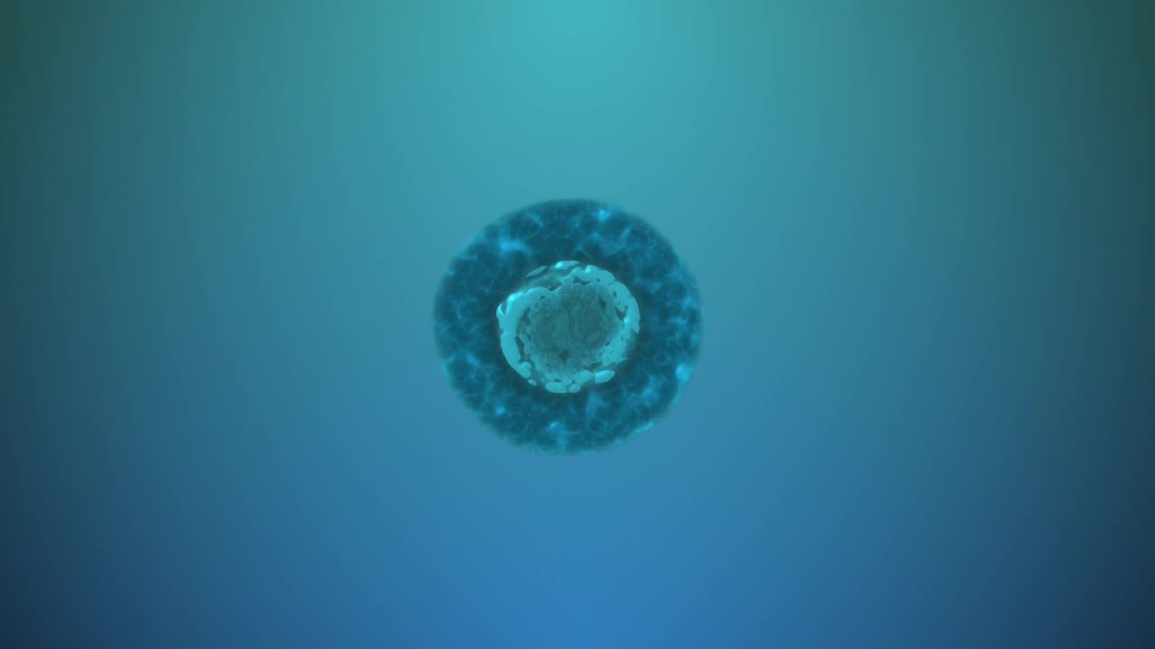 细胞分裂或细胞克隆