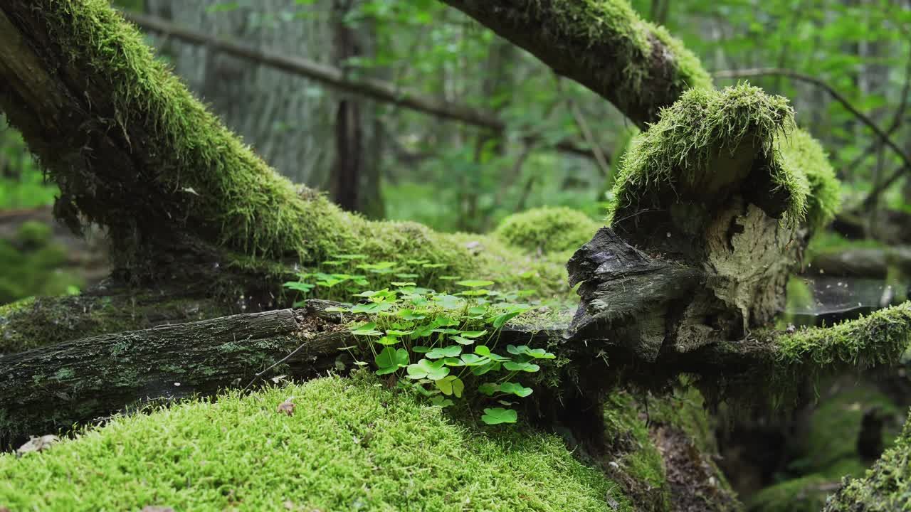 在古老的森林里，一棵倒下的老树。一棵长满苔藓的倒下的树。高品质4k画面