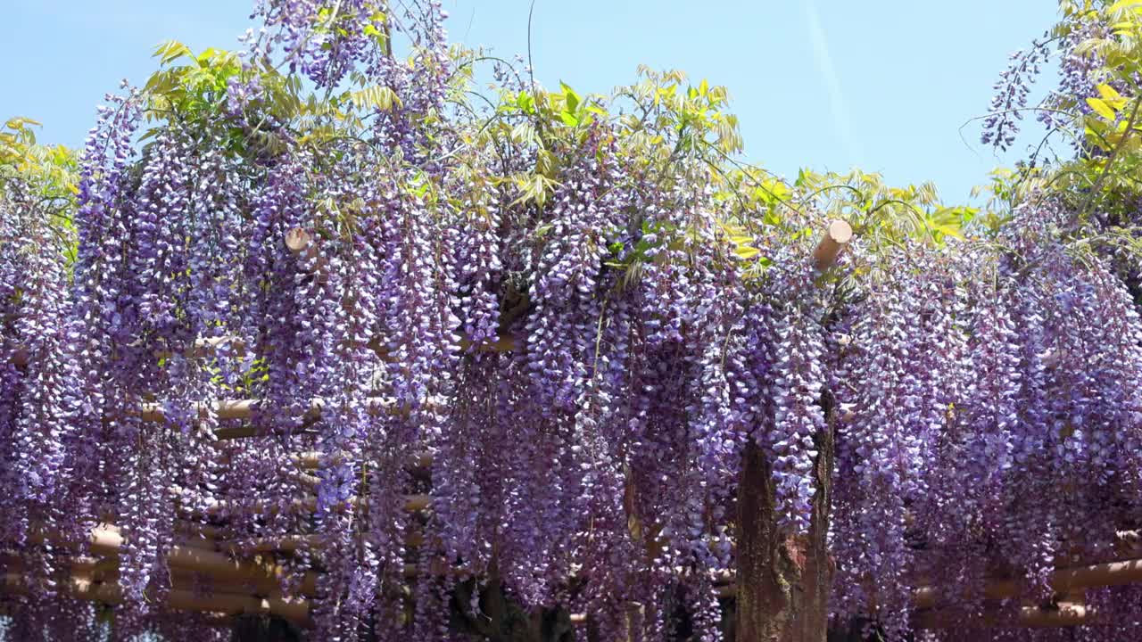 怒放的紫藤花在风中摇曳