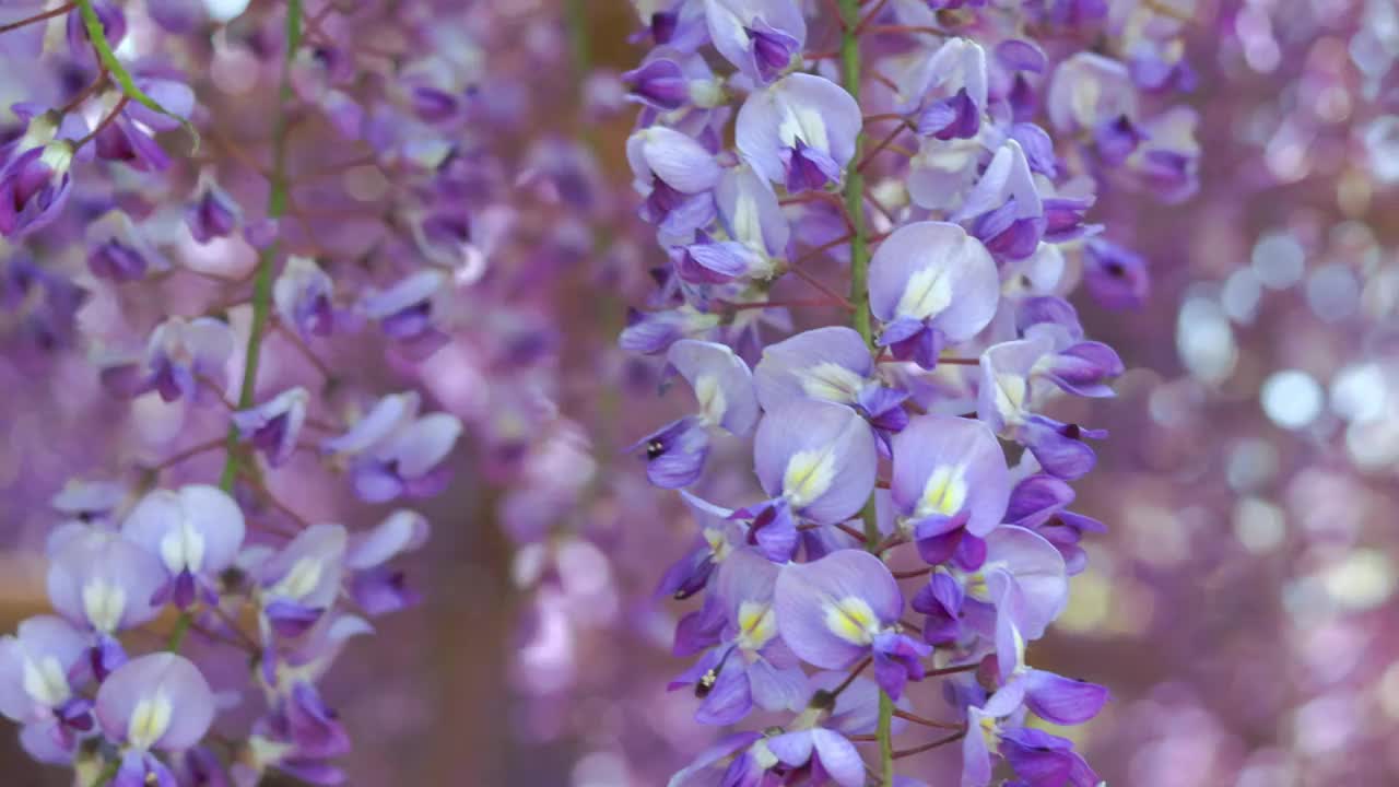 怒放的紫藤花在风中摇曳