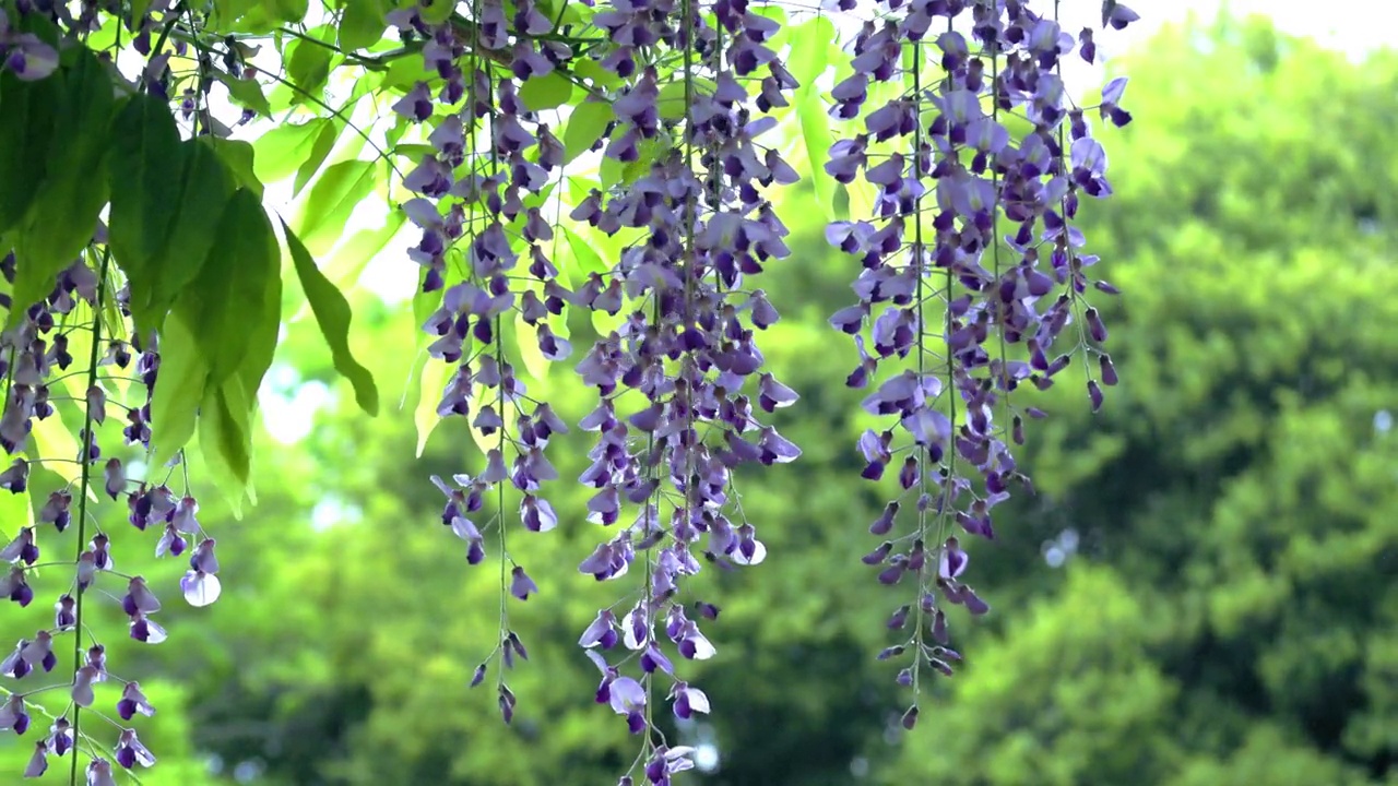 詳情圖-怒放的紫藤花在風(fēng)中搖曳