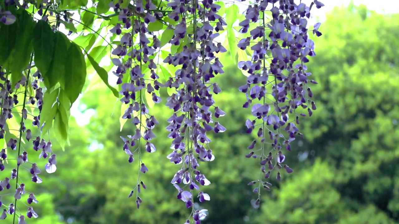 詳情圖-怒放的紫藤花在風(fēng)中搖曳