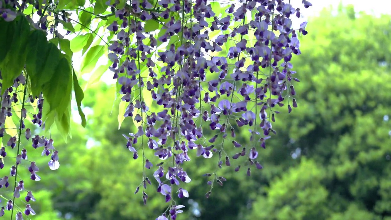 詳情圖-怒放的紫藤花在風(fēng)中搖曳