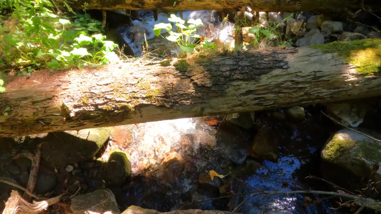 缓慢的山脊森林瀑布与原木和绿色植物-夏季旅游或旅游