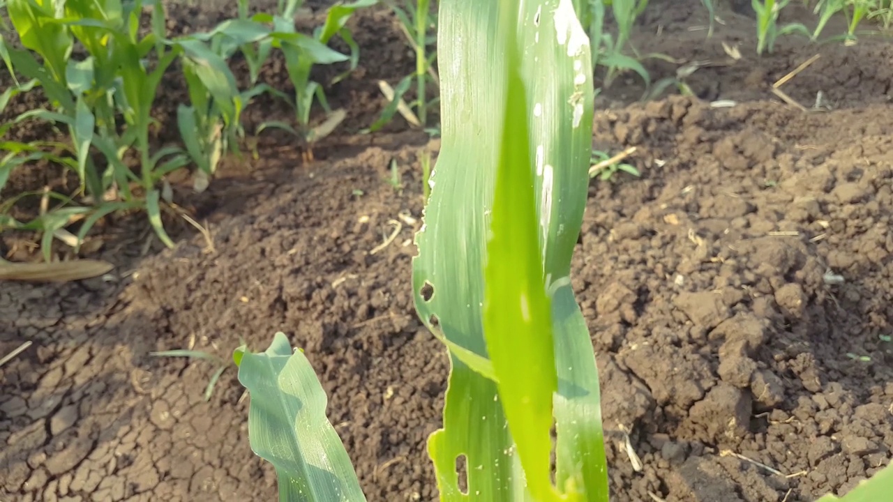 玉米粒杀虫剂军虫