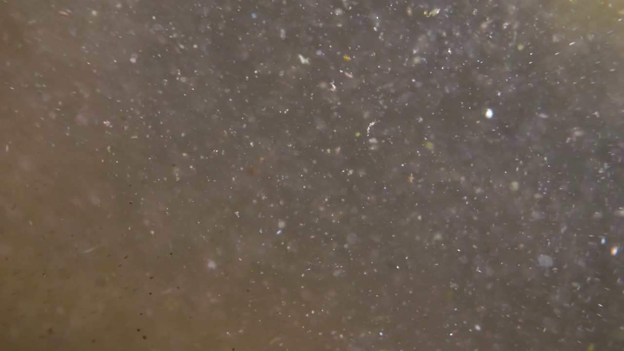 水中的微生物，浮游生物和藻类的极端特写，背景中有模糊的有机表面。
