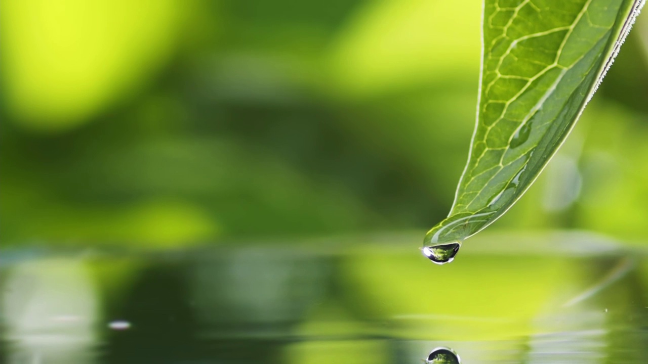詳情圖-水滴慢慢地從綠葉上落下來(lái)，濺到湖面上。綠水飛濺自然背景。綠色自然禪宗背景