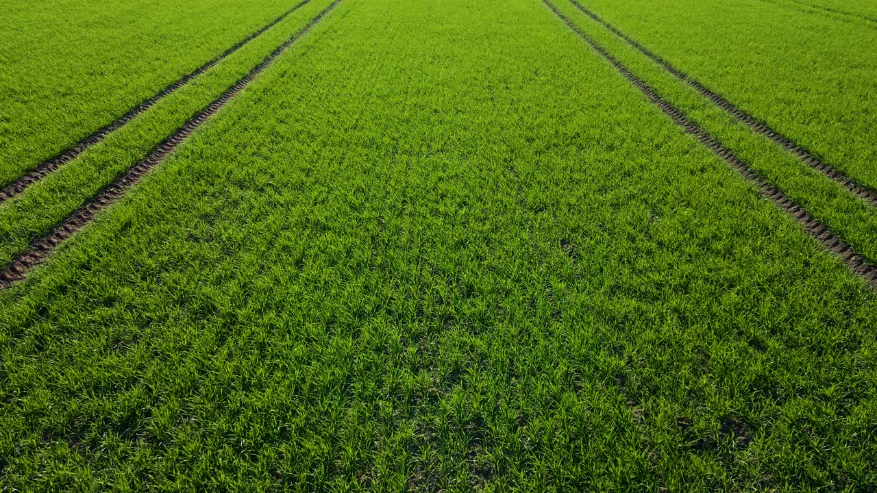 鸟瞰麦田。飞越农田。现代农业。美丽的夏日麦地景观