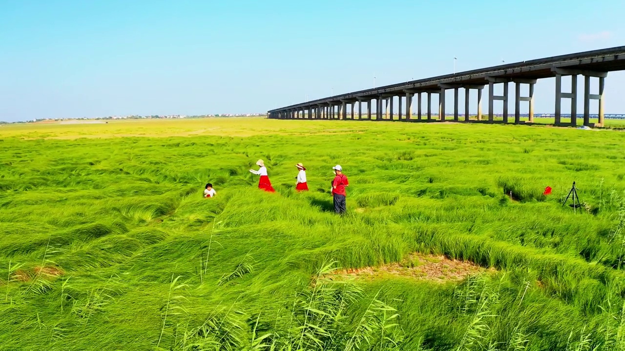 鄱陽(yáng)湖濕地草原航拍