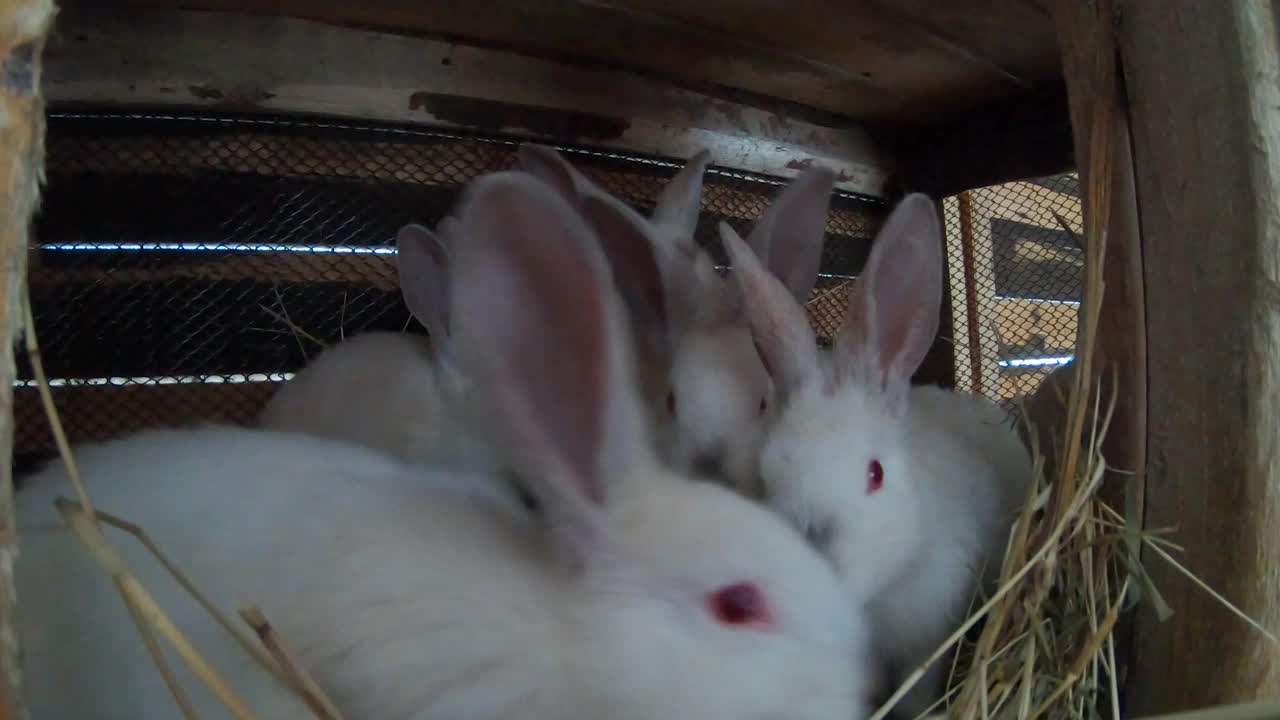 笼子里的兔子