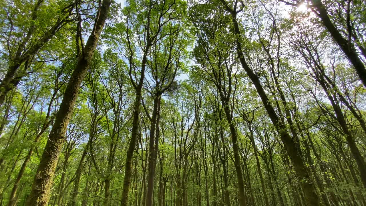 倾斜的平底锅穿过森林的树木，上面是充满活力的绿色树冠