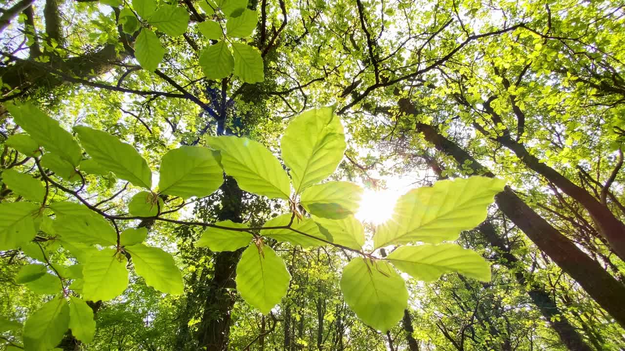 阳光透过清新的山毛榉树叶，在田园诗般的森林林间闪烁