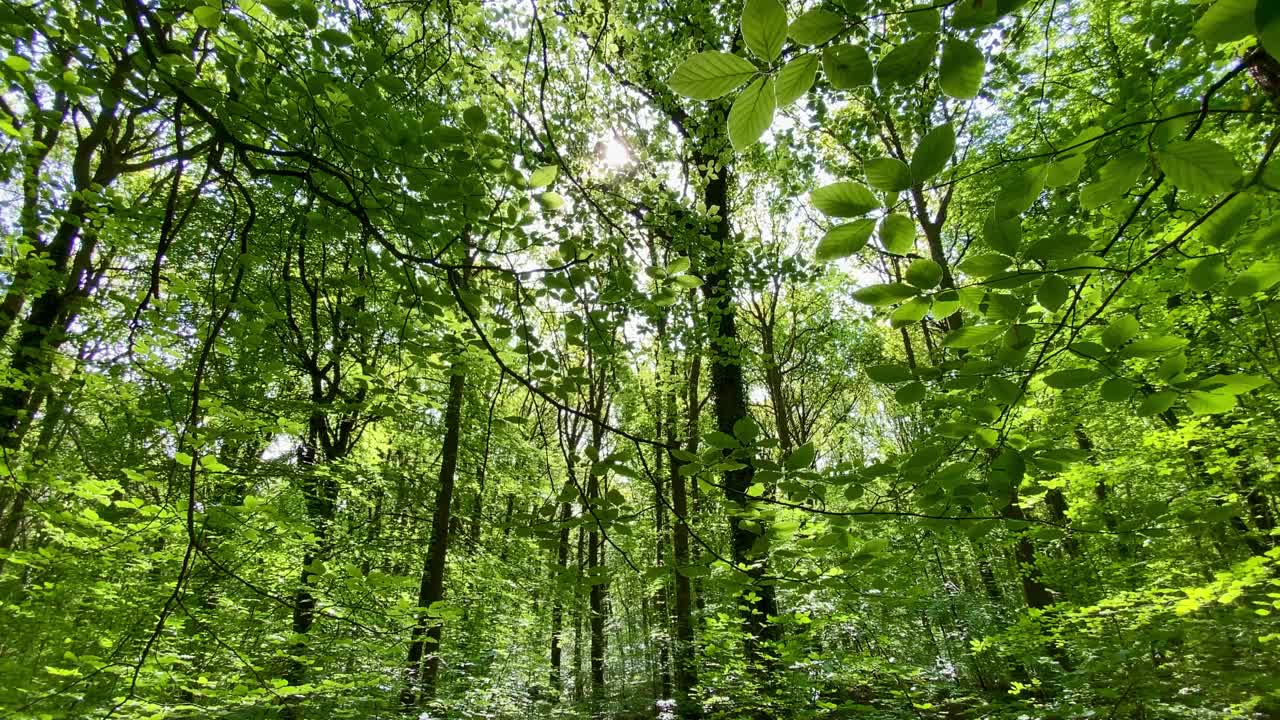 阳光穿过茂密的绿色森林，田园诗般的林地，林间空地