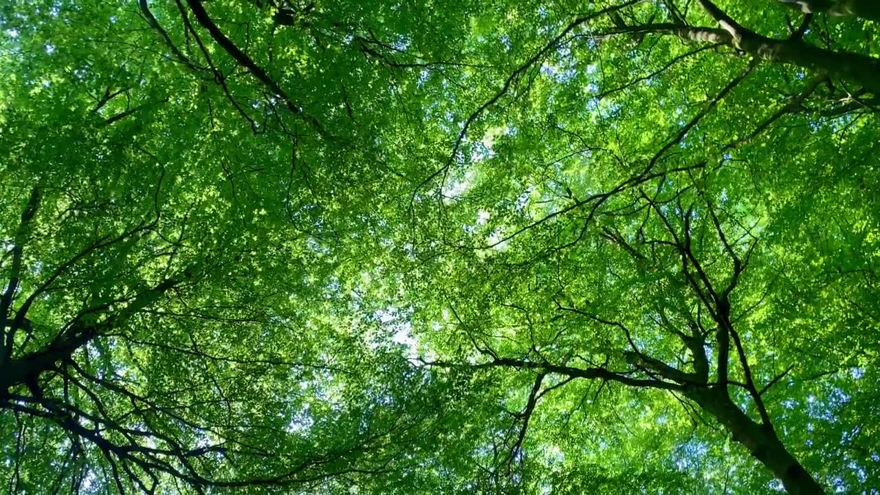 详情图-抬头看到生动的绿色树冠，野生木材森林的叶子
