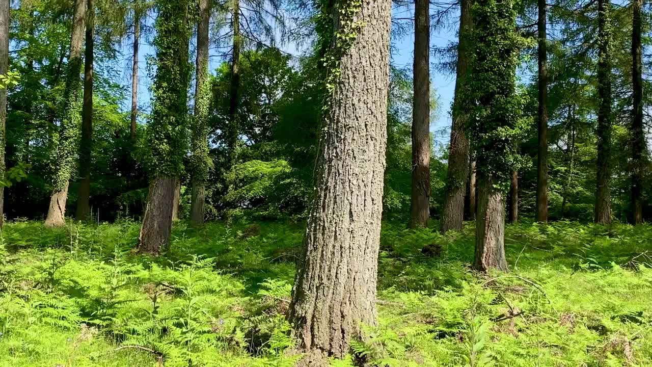 横着穿过绿色的蕨类植物清新的春天森林树叶