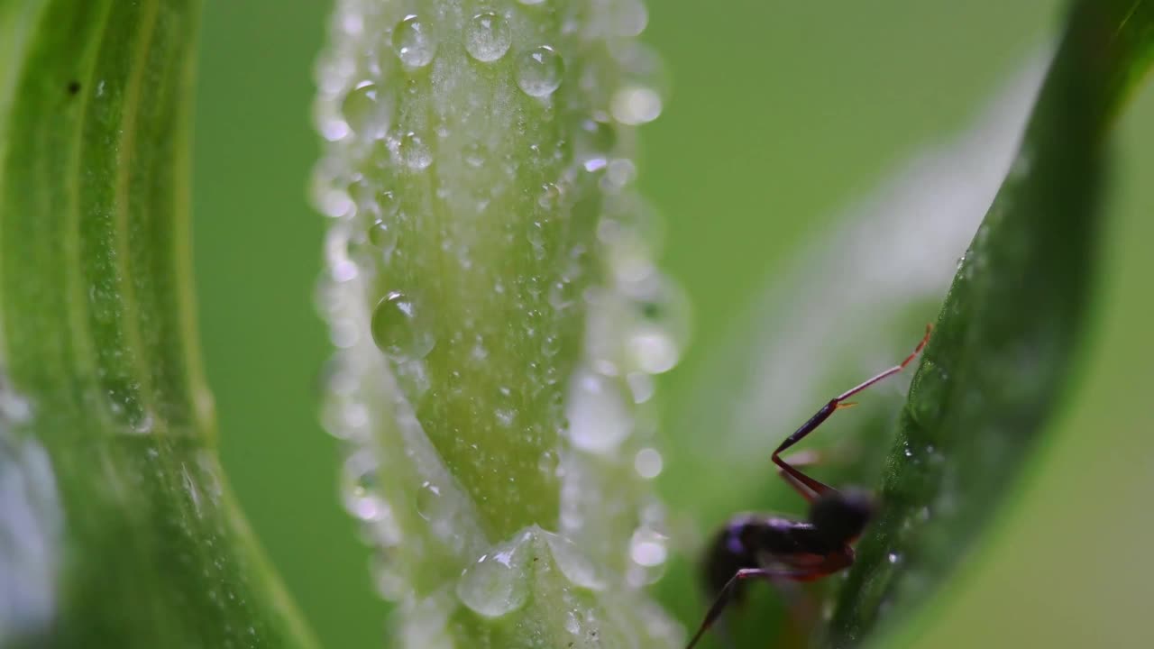 微距特写，蚂蚁从充满小雨滴的兰花中吸取汁液。