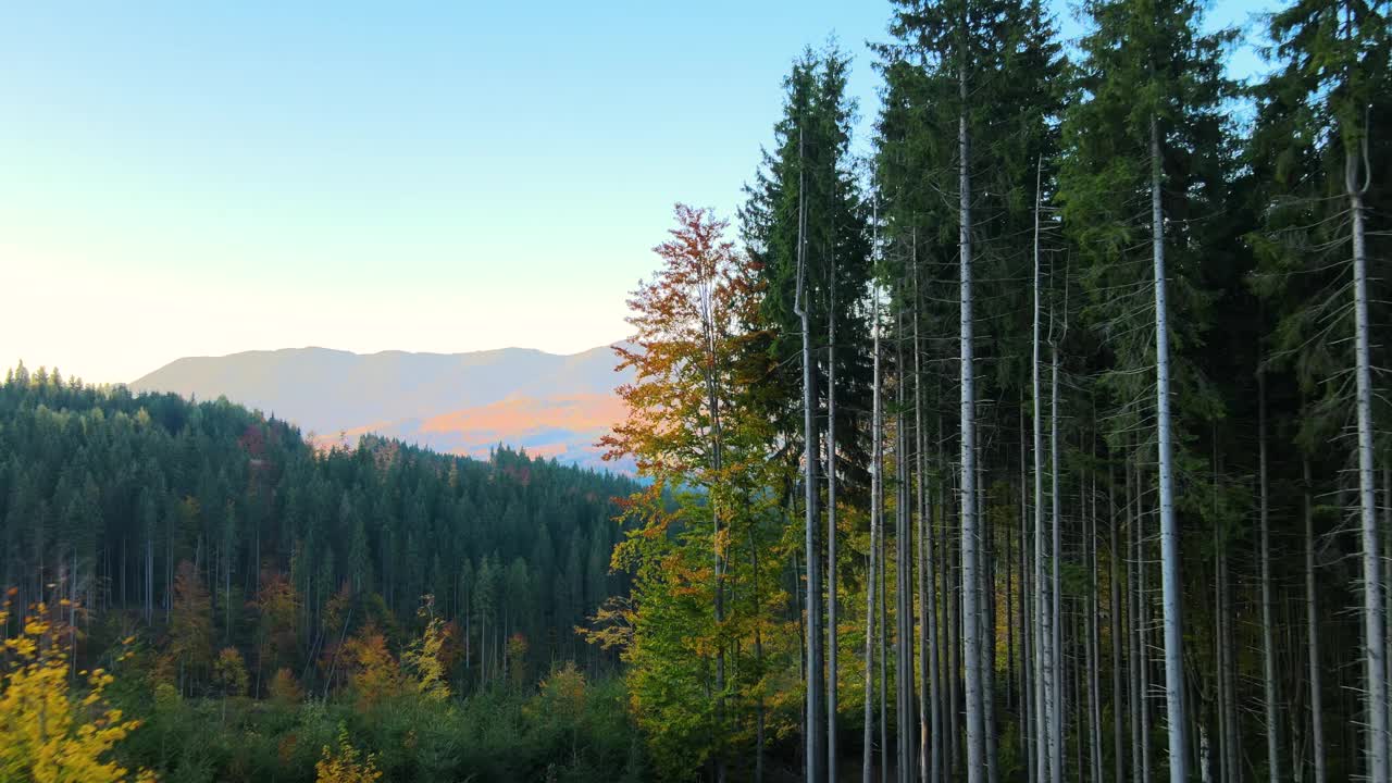 鸟瞰图:由于森林中的松树被砍伐，黑暗的小山上覆盖着光秃秃的斑块。秋天日出时的森林砍伐过程。美丽的野生林地受到威胁