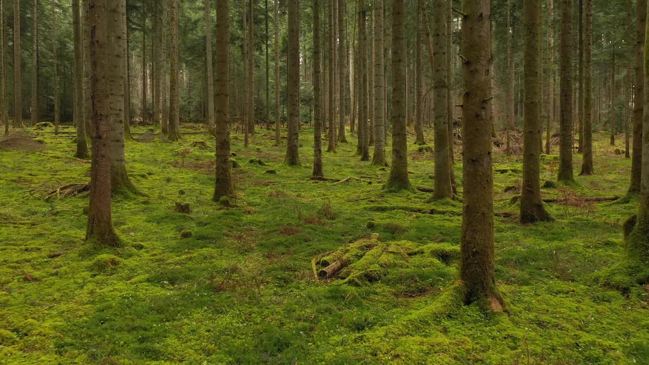 梦幻般的绿色苔藓森林和针叶树。