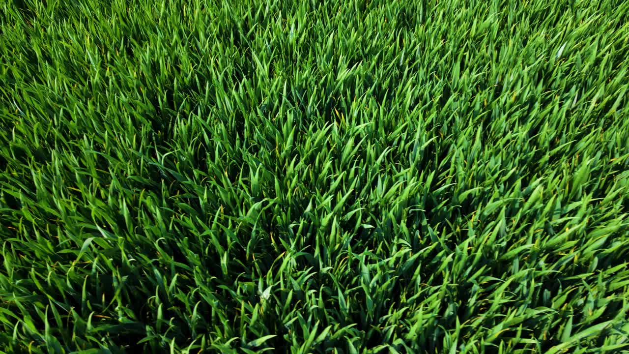 小麦苗在风中摇曳。农田里新鲜的青稞。自然纹理背景