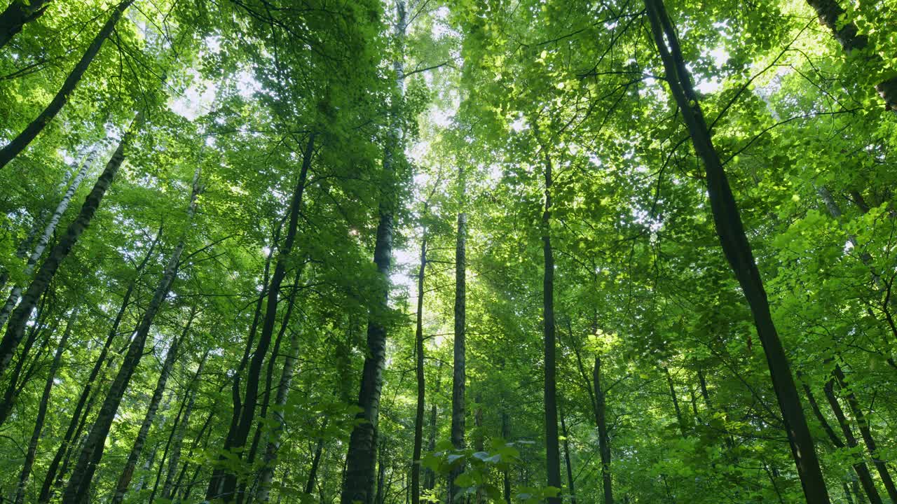 美丽的阳光照耀在阳光明媚的初秋落叶林中。时间流逝。