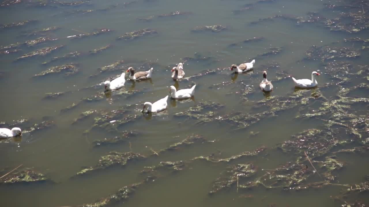 一群鹅在瓜迪亚那河上觅食。