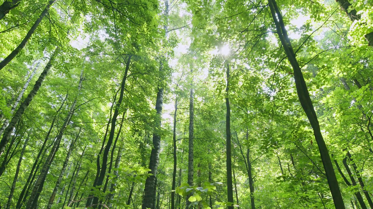 落叶林。国家公园的树林里有老树干和绿叶。时间流逝。