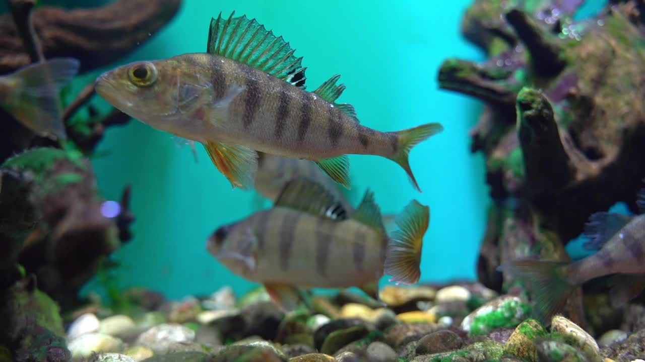 条纹鱼在水族馆里游泳。如丁