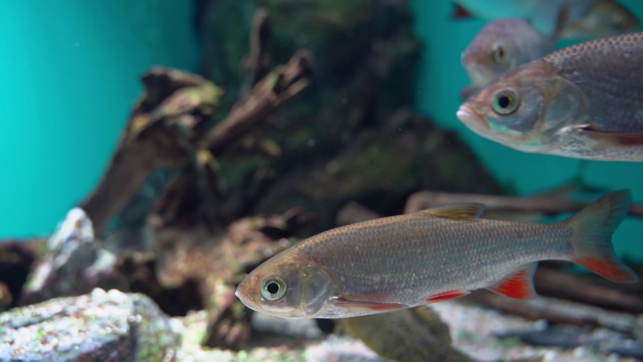 淡水鱼在水族馆里游泳